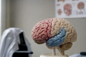 Brain model highlighting frontal and temporal lobes